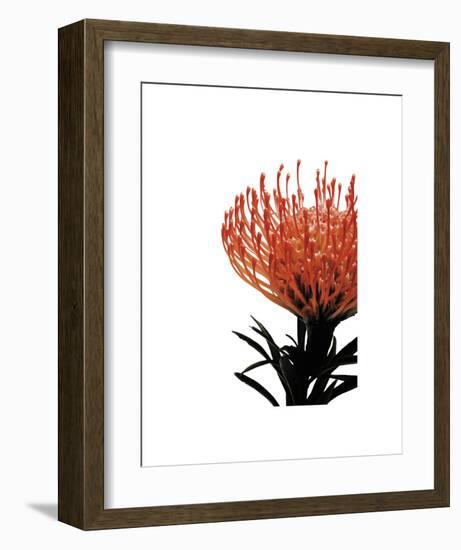 Orange Protea 1-Jenny Kraft-Framed Art Print