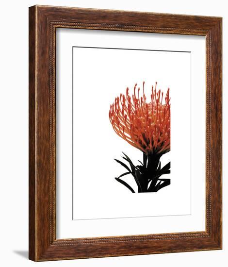 Orange Protea 1-Jenny Kraft-Framed Art Print