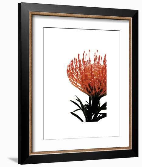 Orange Protea 1-Jenny Kraft-Framed Art Print