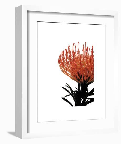 Orange Protea 1-Jenny Kraft-Framed Art Print