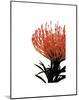 Orange Protea 1-Jenny Kraft-Mounted Art Print