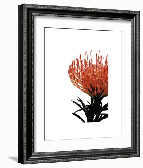 Orange Protea 1-Jenny Kraft-Framed Art Print