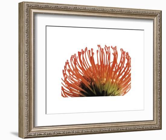 Orange Protea 2-Jenny Kraft-Framed Art Print