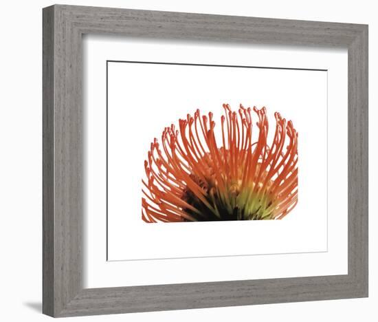 Orange Protea 2-Jenny Kraft-Framed Art Print