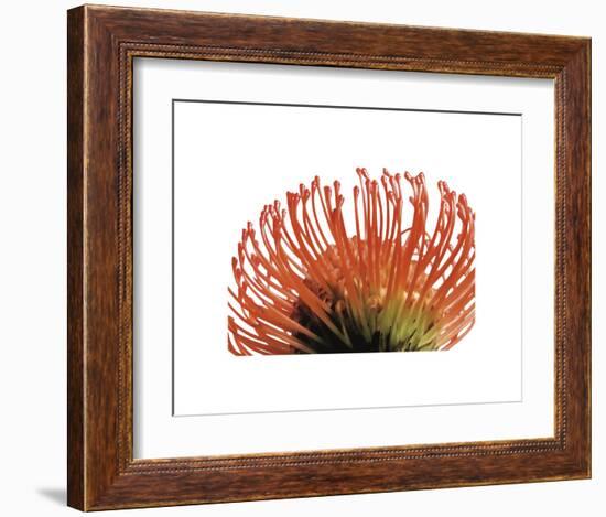 Orange Protea 2-Jenny Kraft-Framed Art Print