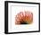 Orange Protea 2-Jenny Kraft-Framed Art Print