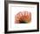 Orange Protea 2-Jenny Kraft-Framed Art Print