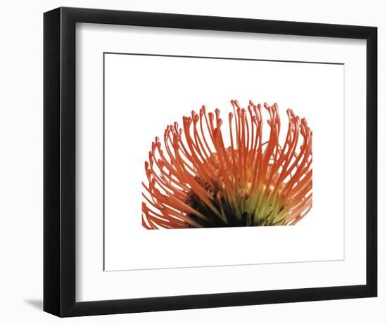 Orange Protea 2-Jenny Kraft-Framed Art Print