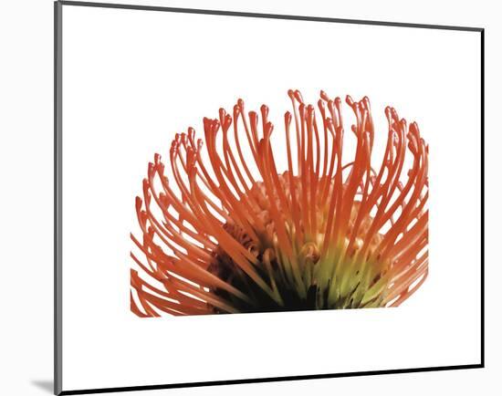 Orange Protea 2-Jenny Kraft-Mounted Art Print