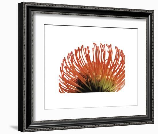 Orange Protea 2-Jenny Kraft-Framed Art Print