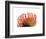 Orange Protea 2-Jenny Kraft-Framed Art Print