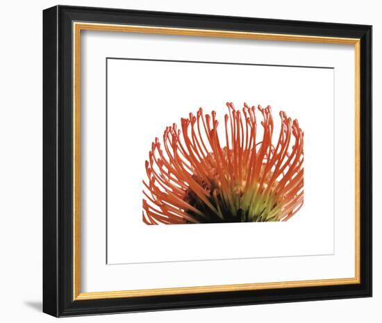 Orange Protea 2-Jenny Kraft-Framed Art Print