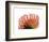 Orange Protea 2-Jenny Kraft-Framed Art Print