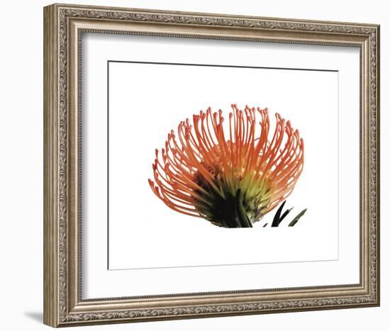 Orange Protea 3-Jenny Kraft-Framed Art Print