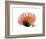 Orange Protea 3-Jenny Kraft-Framed Art Print