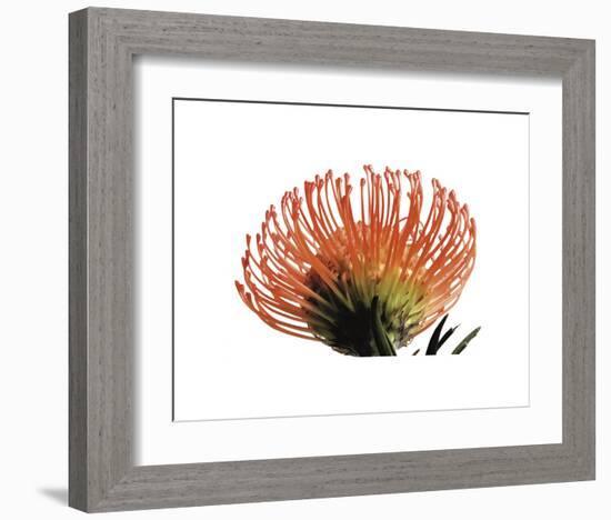 Orange Protea 3-Jenny Kraft-Framed Art Print