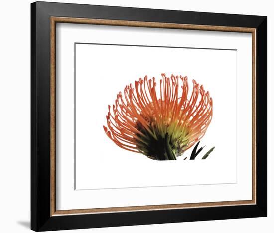 Orange Protea 3-Jenny Kraft-Framed Art Print