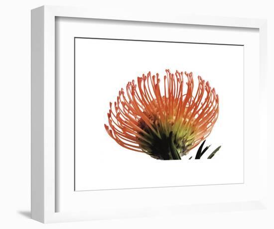 Orange Protea 3-Jenny Kraft-Framed Art Print