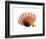 Orange Protea 3-Jenny Kraft-Framed Art Print