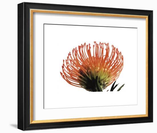 Orange Protea 3-Jenny Kraft-Framed Art Print