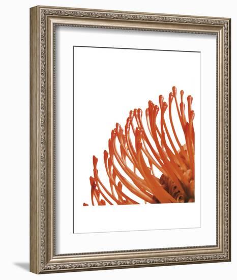 Orange Protea 4 (detail)-Jenny Kraft-Framed Art Print