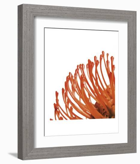 Orange Protea 4 (detail)-Jenny Kraft-Framed Art Print