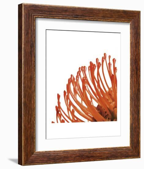 Orange Protea 4 (detail)-Jenny Kraft-Framed Art Print