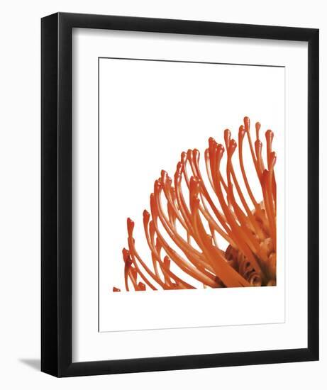 Orange Protea 4 (detail)-Jenny Kraft-Framed Art Print