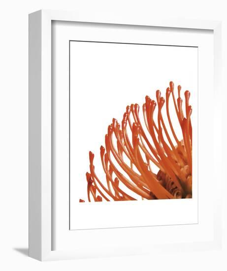 Orange Protea 4 (detail)-Jenny Kraft-Framed Art Print