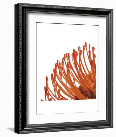 Orange Protea 4 (detail)-Jenny Kraft-Framed Art Print