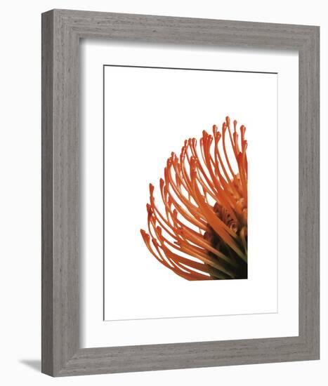 Orange Protea 4-Jenny Kraft-Framed Art Print