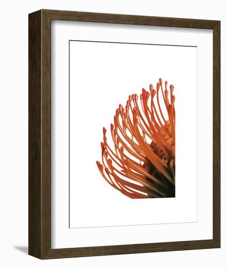 Orange Protea 4-Jenny Kraft-Framed Art Print