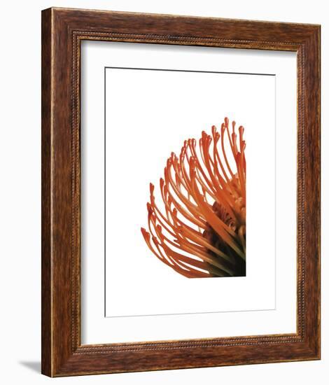 Orange Protea 4-Jenny Kraft-Framed Art Print