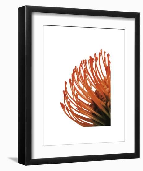 Orange Protea 4-Jenny Kraft-Framed Art Print