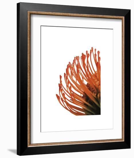 Orange Protea 4-Jenny Kraft-Framed Art Print