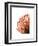 Orange Protea 4-Jenny Kraft-Framed Art Print