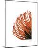 Orange Protea 4-Jenny Kraft-Mounted Art Print