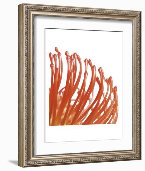 Orange Protea 5 (detail)-Jenny Kraft-Framed Art Print