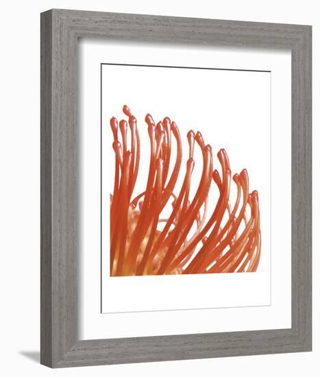 Orange Protea 5 (detail)-Jenny Kraft-Framed Art Print