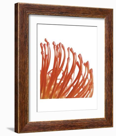 Orange Protea 5 (detail)-Jenny Kraft-Framed Art Print