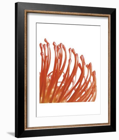 Orange Protea 5 (detail)-Jenny Kraft-Framed Art Print