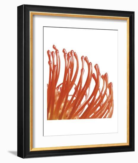 Orange Protea 5 (detail)-Jenny Kraft-Framed Art Print