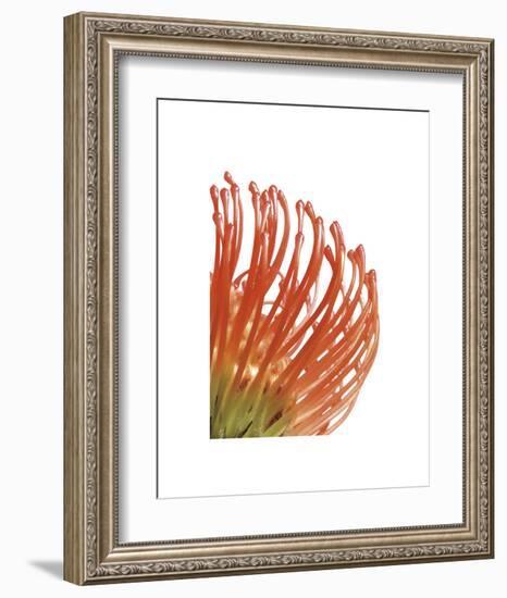 Orange Protea 5-Jenny Kraft-Framed Art Print