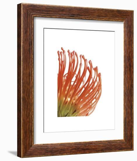 Orange Protea 5-Jenny Kraft-Framed Art Print