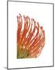 Orange Protea 5-Jenny Kraft-Mounted Art Print