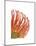 Orange Protea 5-Jenny Kraft-Mounted Art Print