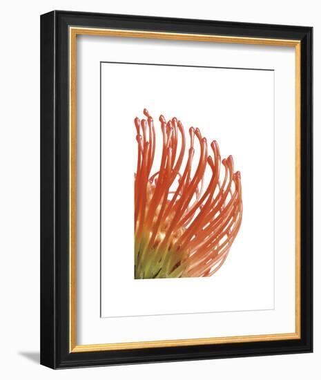 Orange Protea 5-Jenny Kraft-Framed Art Print