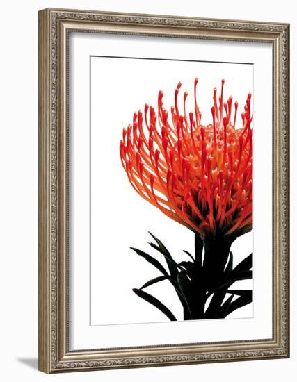 Orange Protea I-Jenny Kraft-Framed Art Print