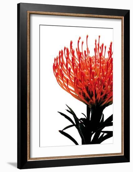 Orange Protea I-Jenny Kraft-Framed Art Print