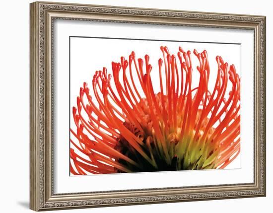 Orange Protea II-Jenny Kraft-Framed Art Print